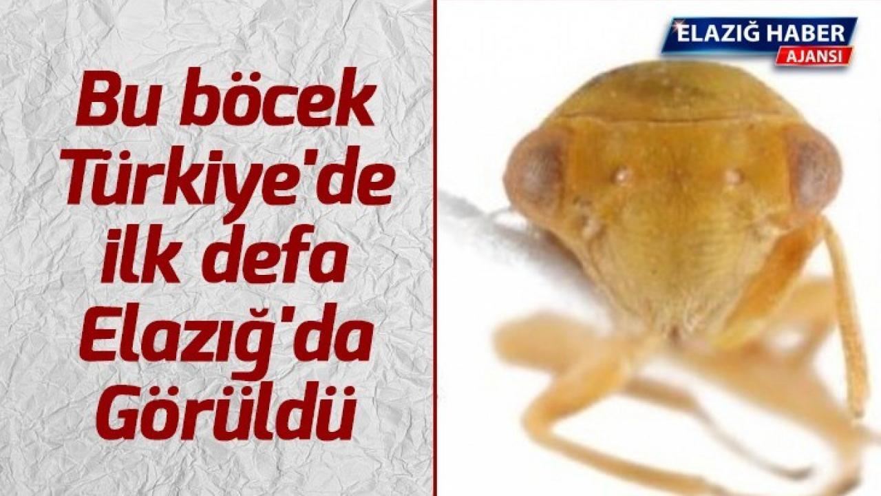 Bu böcek Türkiye'de ilk defa Elazığ'da görüldü